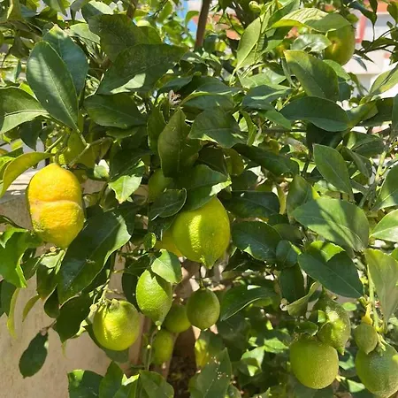 Apartman Mara Vodice