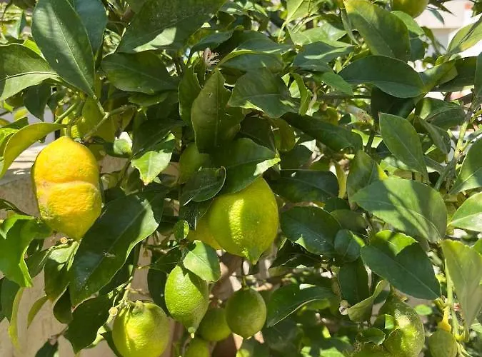 Apartment Mara Vodice